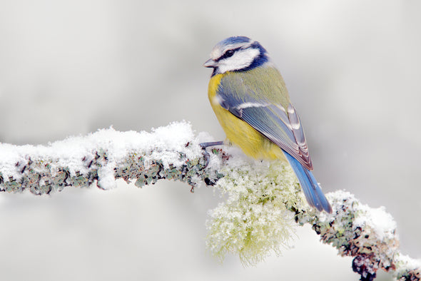 Blue Tit Bird On a Snowy Branch Photograph Print 100% Australian Made