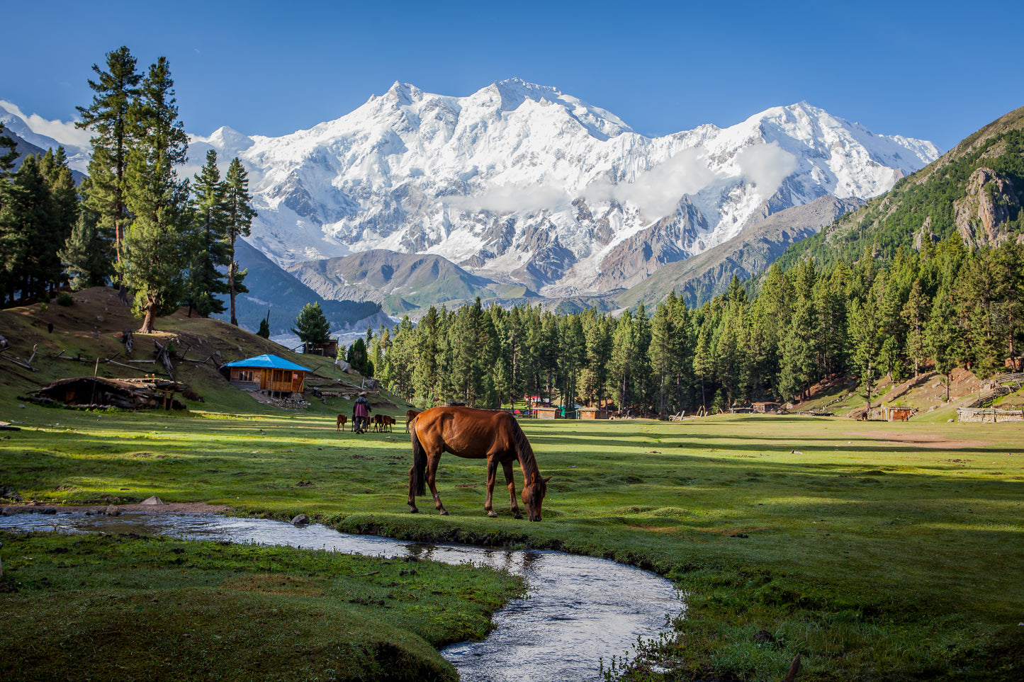 Horse on Meadow Photograph Home Decor Premium Quality Poster Print Choose Your Sizes