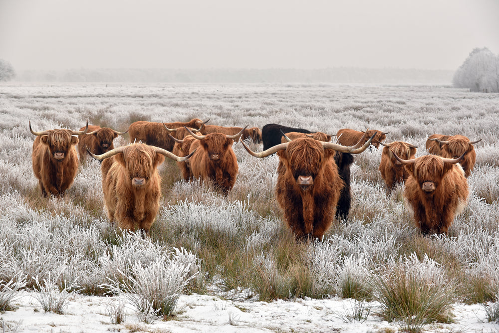 Brown Highland Cow Herd Print 100% Australian Made