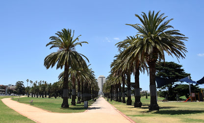 Road Between Palm Trees Photograph Print 100% Australian Made