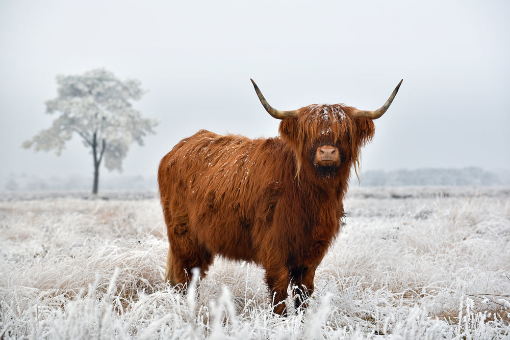 Brown Highland Cow Standing On Grass Print 100% Australian Made