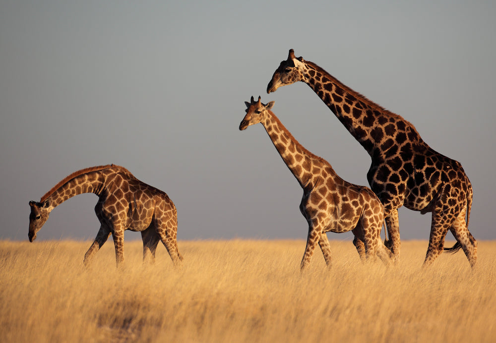 Giraffes in Grass Field Scenery Home Decor Premium Quality Poster Print Choose Your Sizes