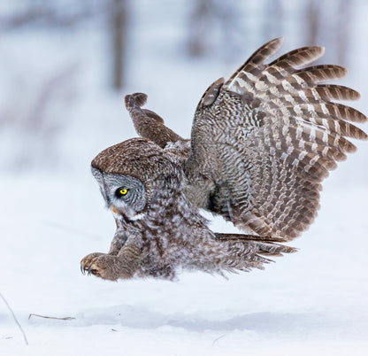 Square Canvas Flying Owl on Snow Photograph High Quality Print 100% Australian Made