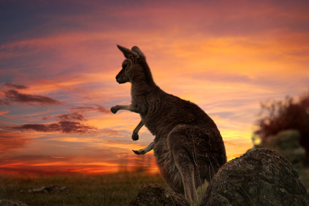 Kangaroo in Sunset Photograph Print 100% Australian Made