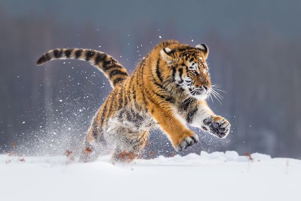 Tiger Running in Snow Photograph Print 100% Australian Made