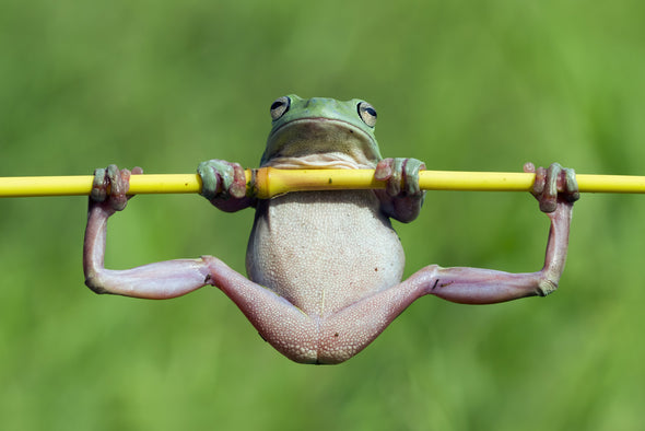 Australian Native Dumpy Frog Photograph Print 100% Australian Made