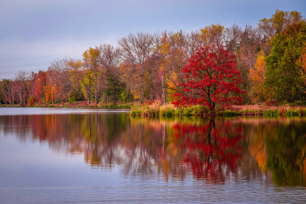 Lake & Forest Scenery Photograph Home Decor Premium Quality Poster Print Choose Your Sizes