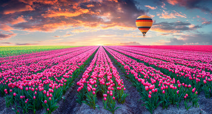 Tulip Flower Field & Hot Air Baloon Print 100% Australian Made