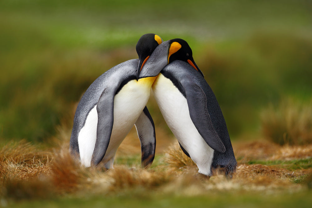 Penguin Love Photograph Print 100% Australian Made