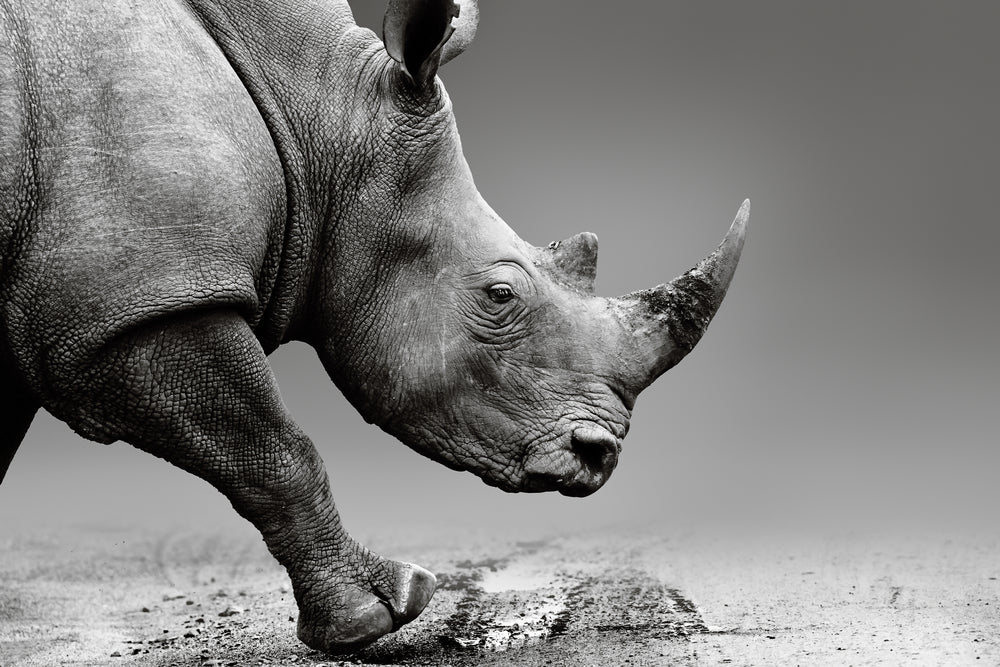 Rhinoceros B&W Photograph Print 100% Australian Made