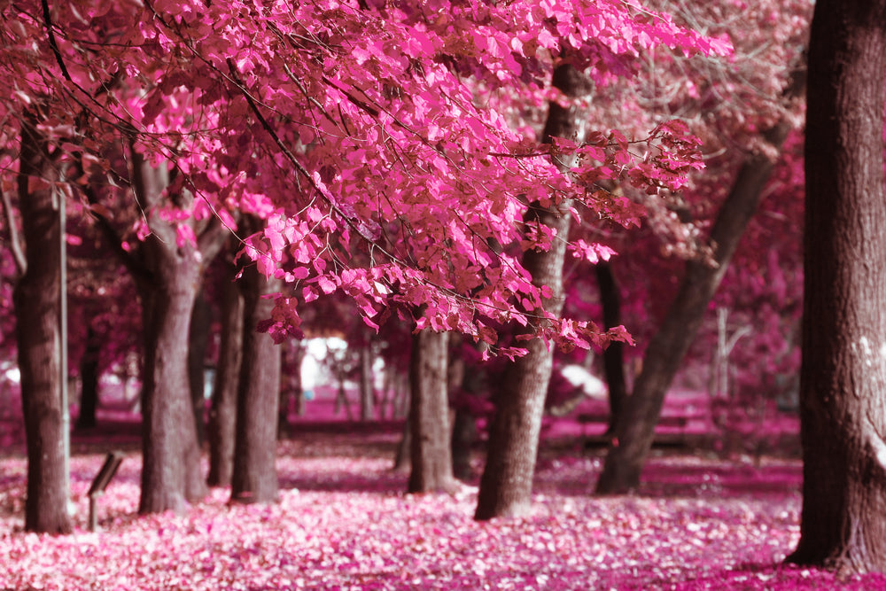 Pink leafy Trees In Forest Print 100% Australian Made