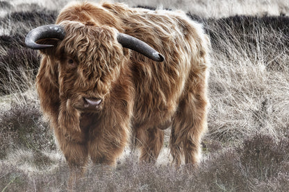 Highland Cow Standing on High Grass Print 100% Australian Made