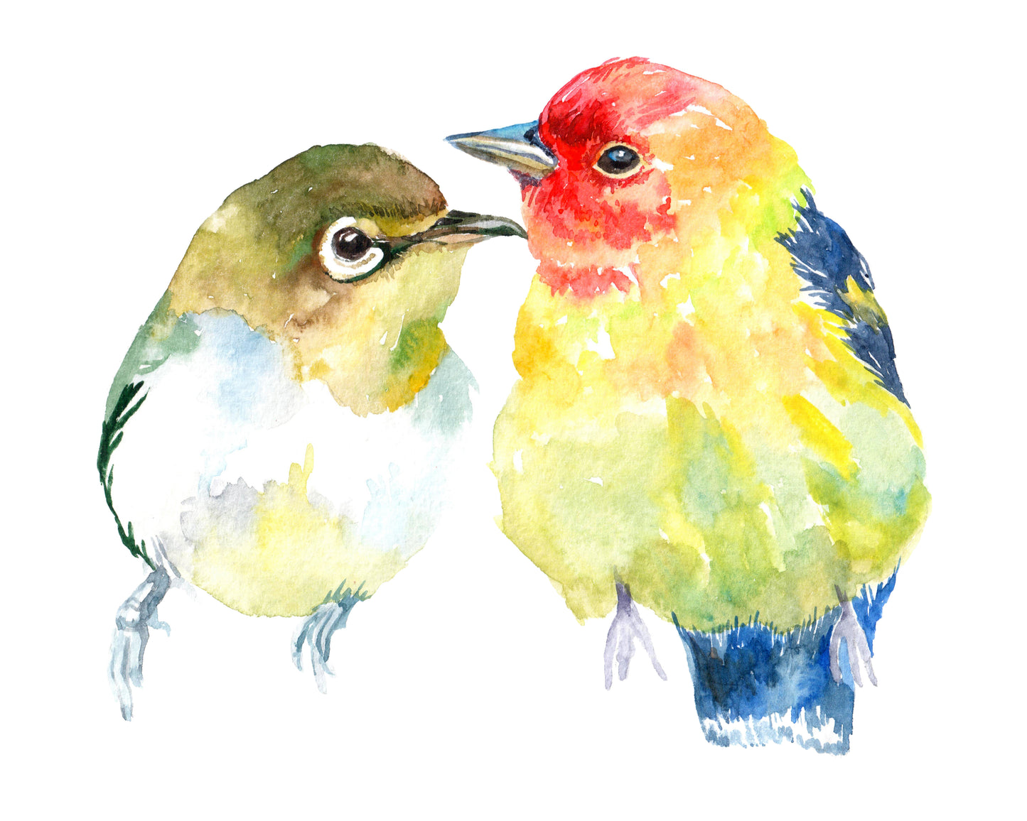 Square Canvas Birds Watercolor Painting High Quality Print 100% Australian Made