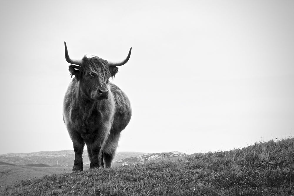 Highland Cow Closeup Photograph Home Decor Premium Quality Poster Print Choose Your Sizes