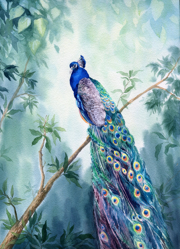Hand Drawn Watercolor Peacock Painting Print 100% Australian Made