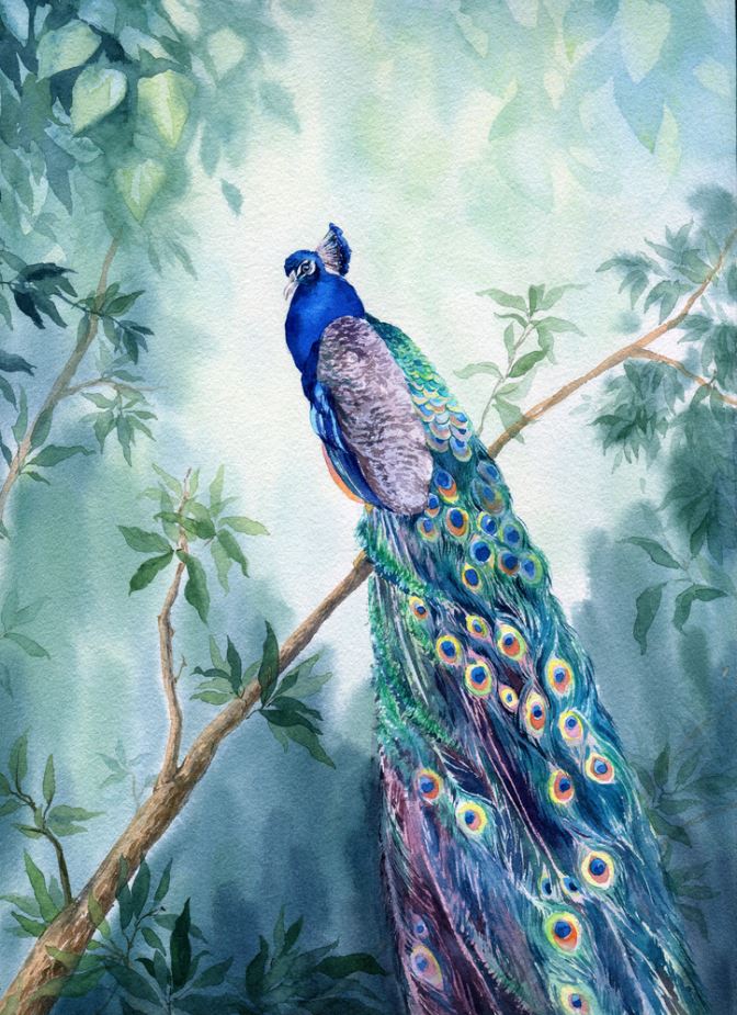 Colorful Peacock 3D Design Photograph Print 100% Australian Made