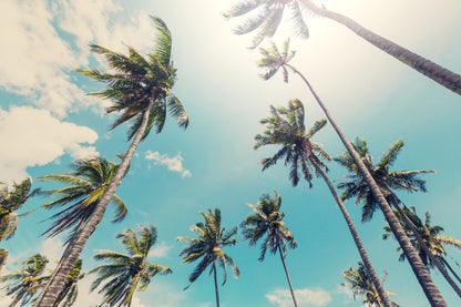 Palm Trees & Sky View Photograph Home Decor Premium Quality Poster Print Choose Your Sizes