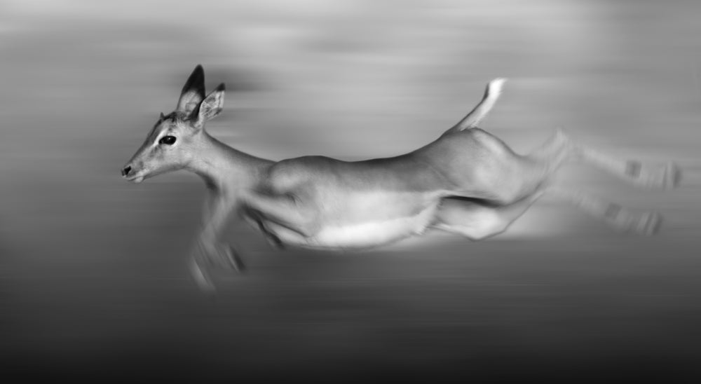 Deer Running B&W Photograph Print 100% Australian Made