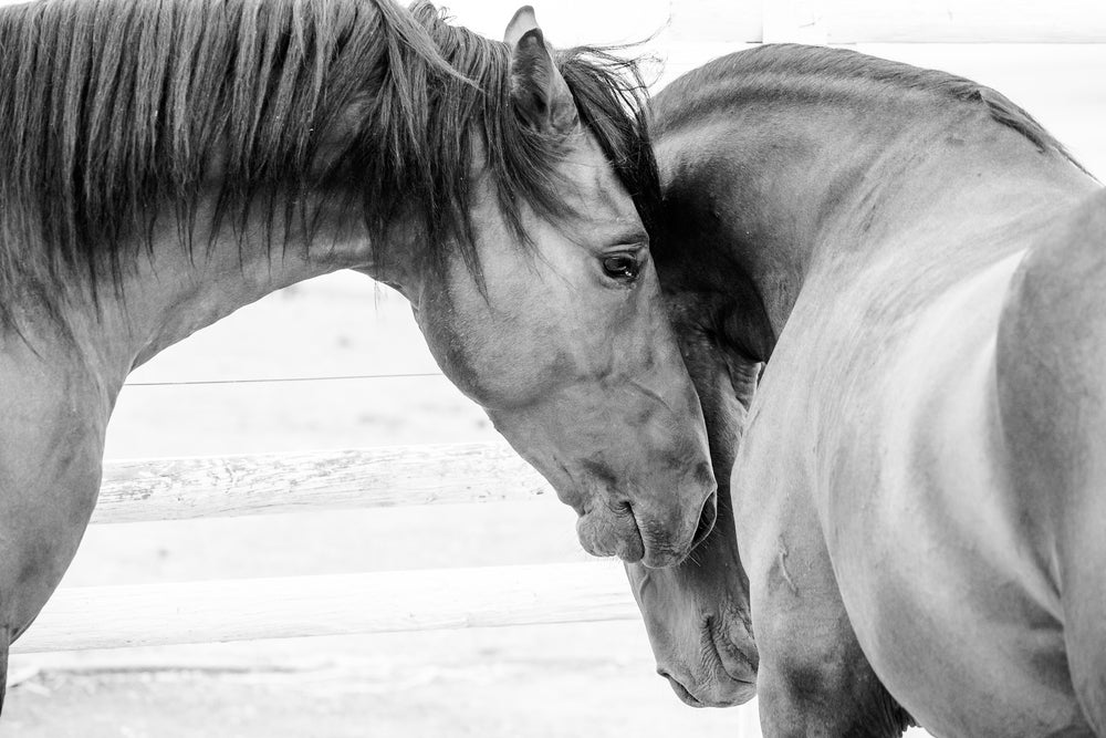 Horse Couple Love Portrait Photograph Print 100% Australian Made