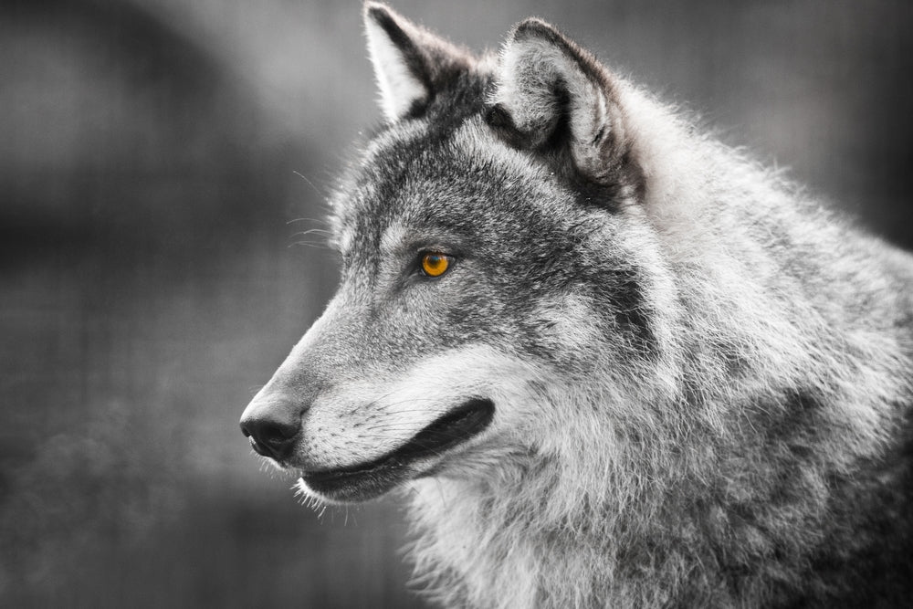 Wolf Portrait B&W Photograph Home Decor Premium Quality Poster Print Choose Your Sizes