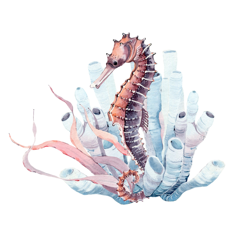 Square Canvas Sea Horse Watercolor Painting High Quality Print 100% Australian Made