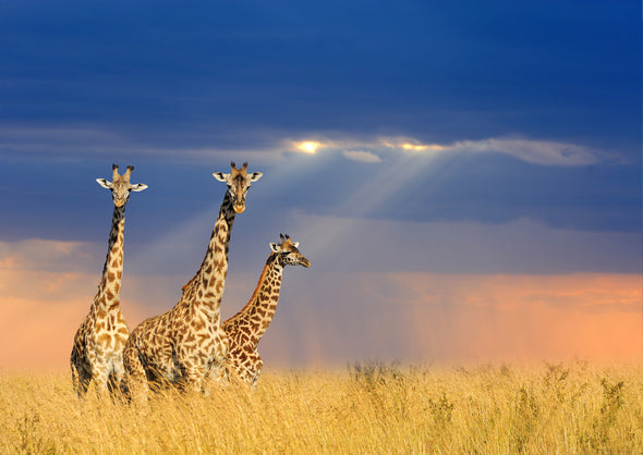 Giraffes in National park Photograph Print 100% Australian Made