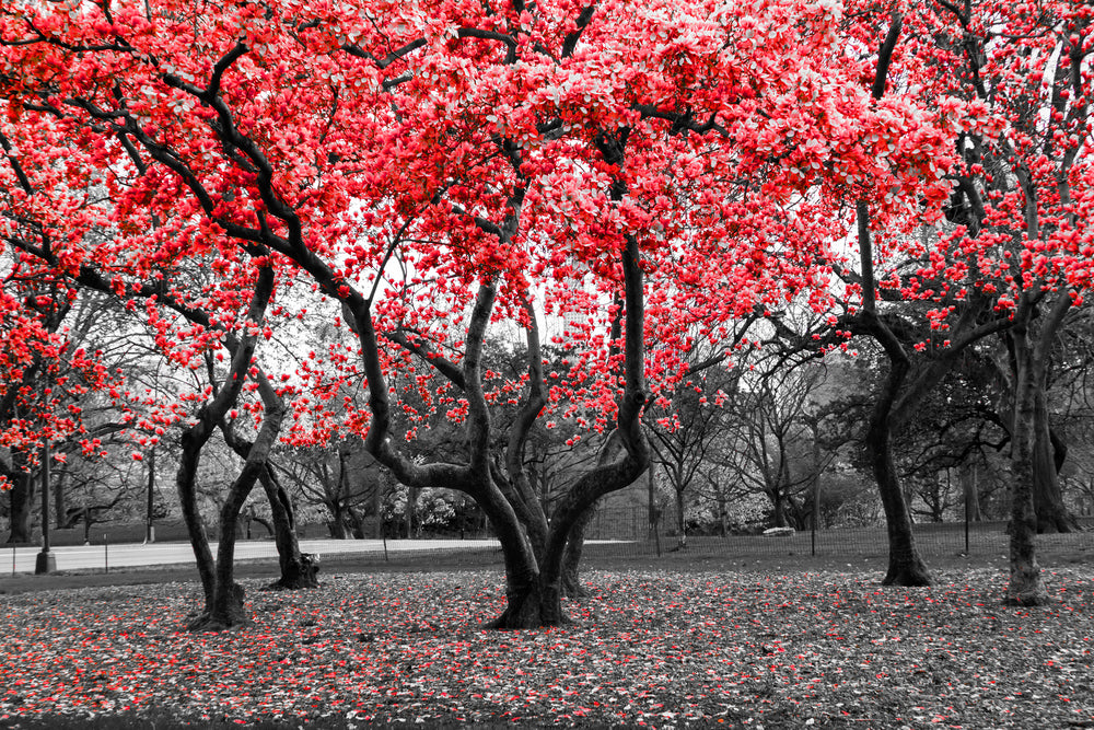 Red Leaves Tree Park B&W Photograph Home Decor Premium Quality Poster Print Choose Your Sizes