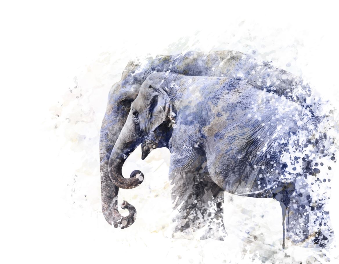 Elephants Watercolour Splash Print 100% Australian Made