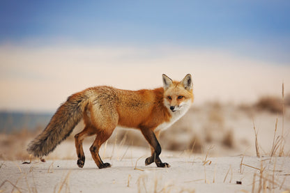 Fox Walking Photograph Home Decor Premium Quality Poster Print Choose Your Sizes