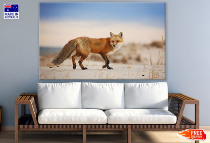 Fox Walking Photograph Print 100% Australian Made