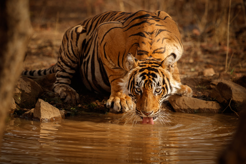 Tiger Drinking Water from Water Stream Photograph Print 100% Australian Made