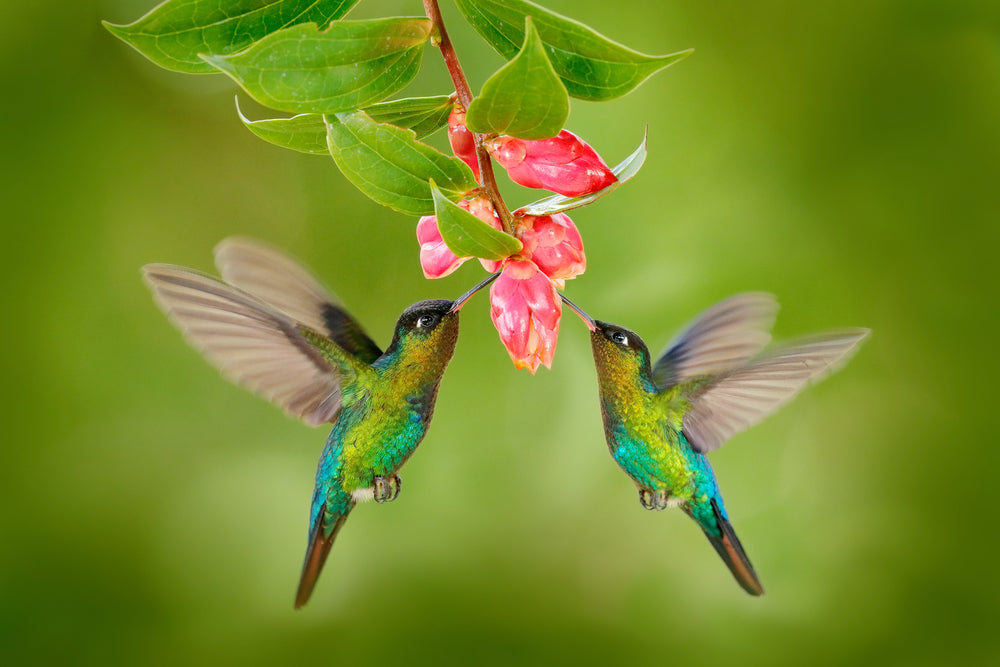 Humming Birds Near Drinking Nectar Photograph Print 100% Australian Made