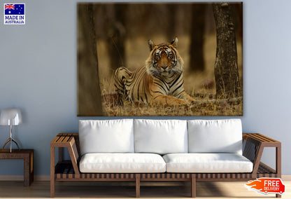 Tiger in Forest Photograph Print 100% Australian Made