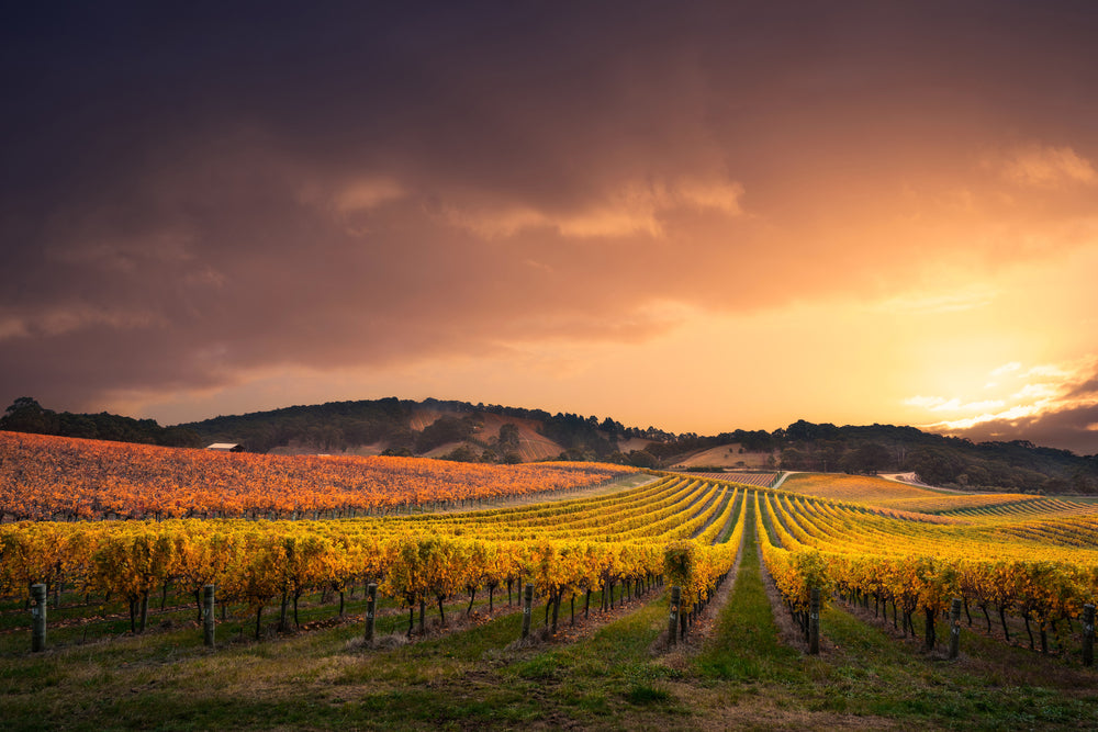 Vineyard in Sunset Photograph Print 100% Australian Made