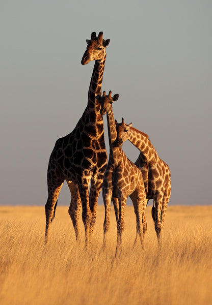 Giraffes in Field Photograph Home Decor Premium Quality Poster Print Choose Your Sizes