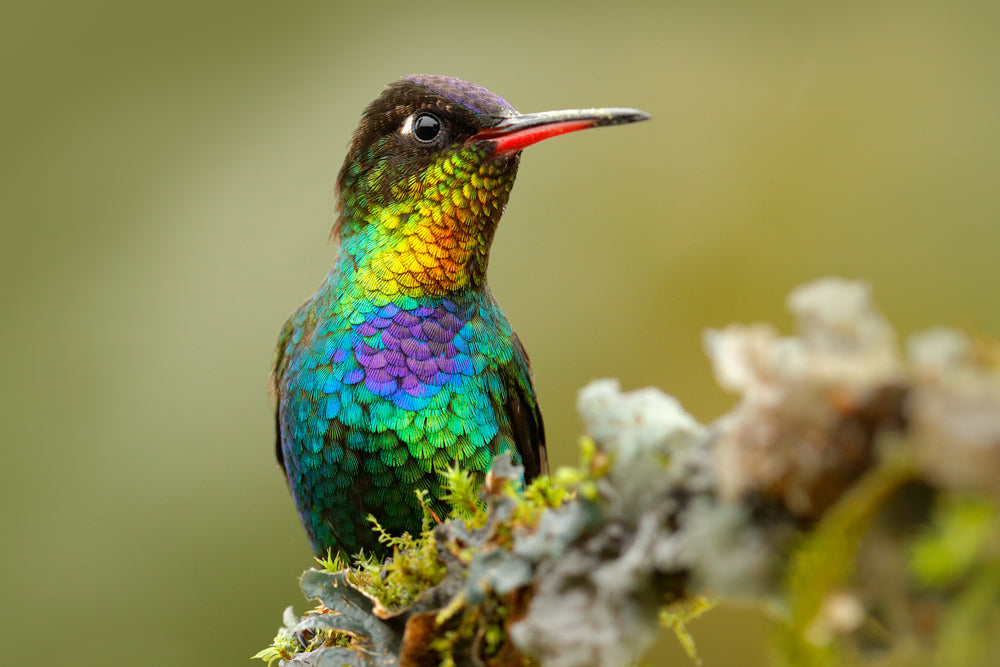 Humming Bird On a Flower Branch Print 100% Australian Made