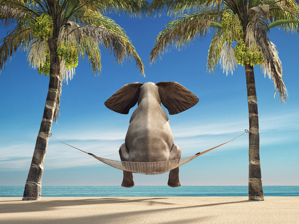 Elephant Swing Between Trees Beach Print 100% Australian Made