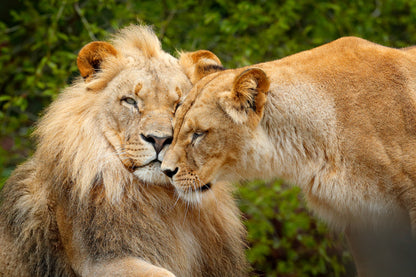 Lion Love Photograph Print 100% Australian Made