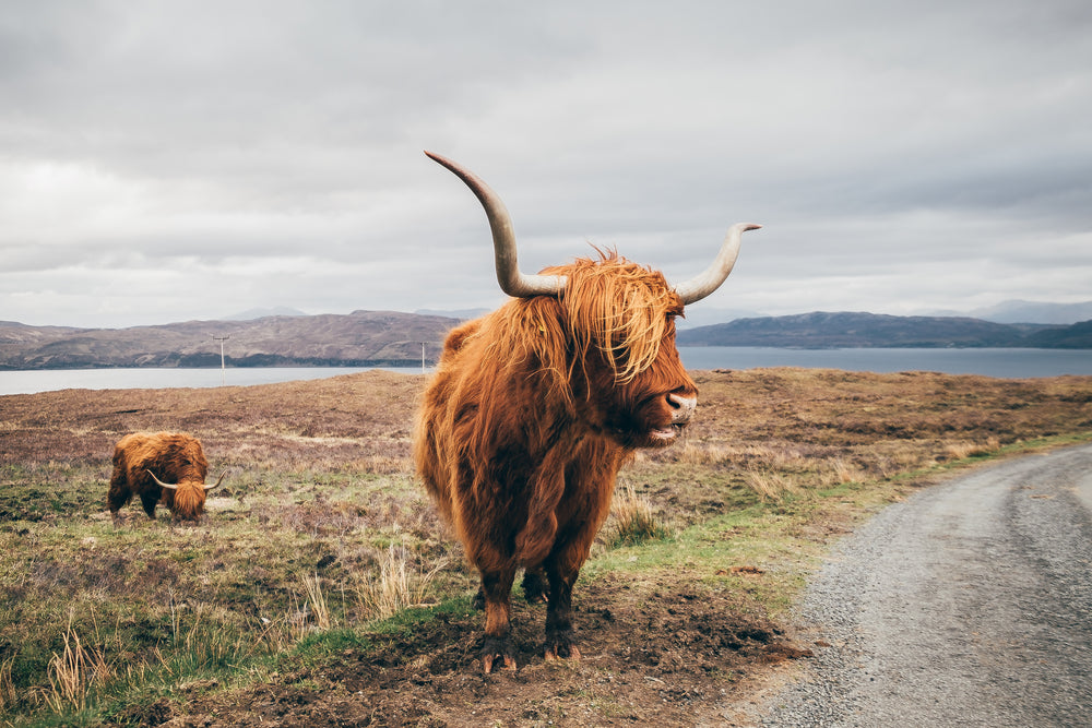 Highland Cow Walking Photograph Print 100% Australian Made