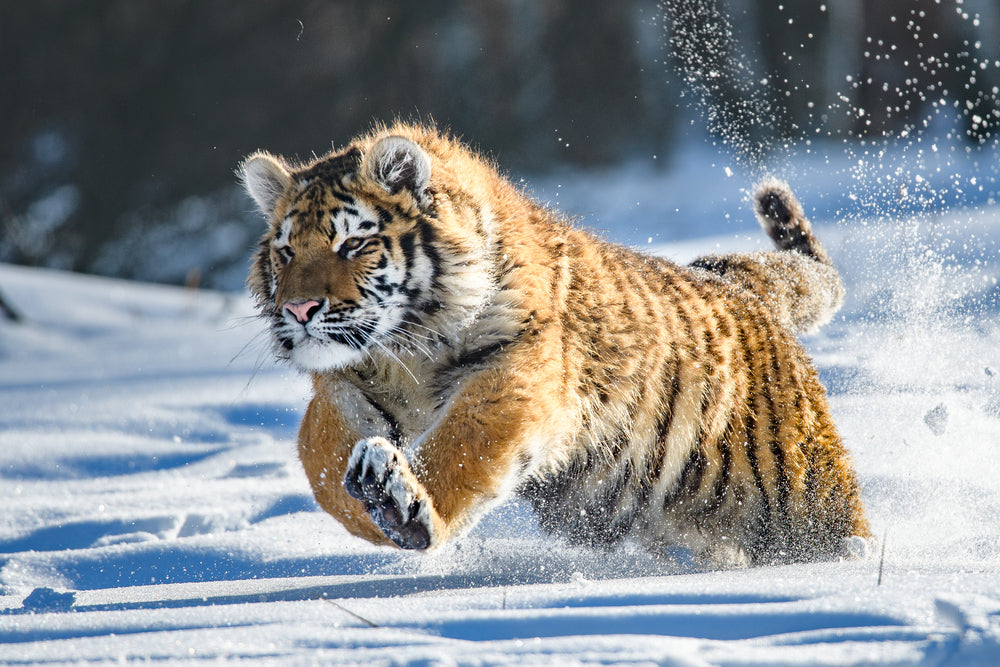 Fluffy Tiger Running On Snow Print 100% Australian Made