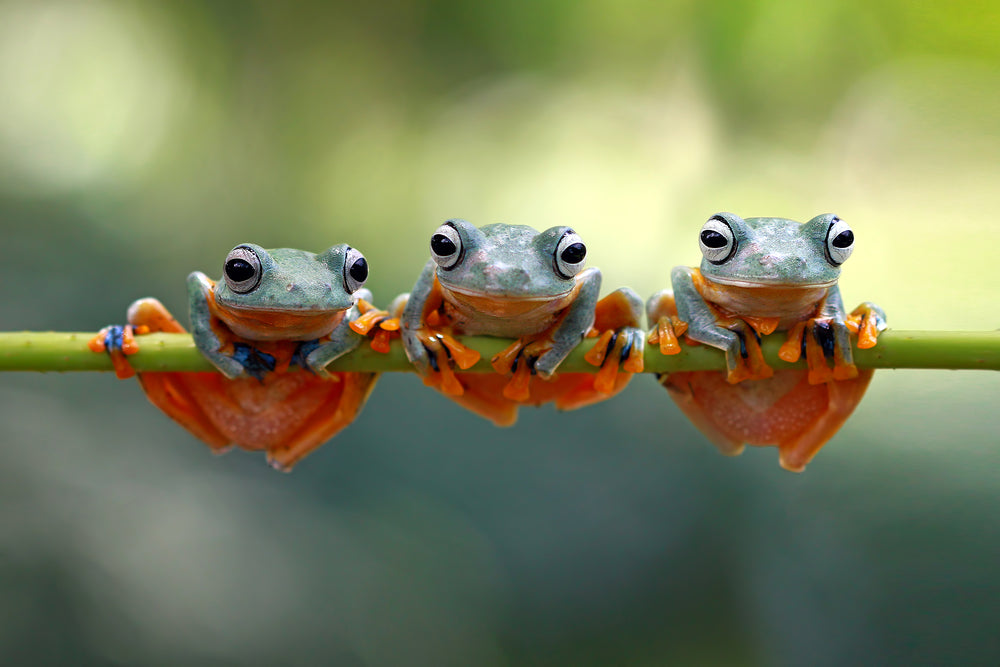 Three Frogs Hanging Print 100% Australian Made