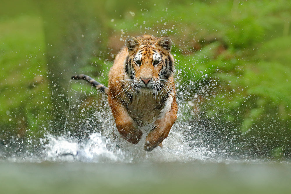 Tiger Running in Water Photograph Print 100% Australian Made