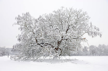 Tree Covered With Snow Photograph Print 100% Australian Made