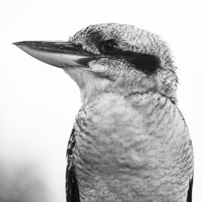 Square Canvas Kingfisher Bird B&W Photograph High Quality Print 100% Australian Made