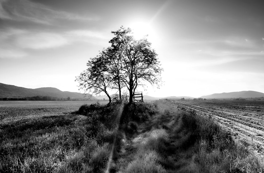 Grass Field Tree B&W Photograph Print 100% Australian Made