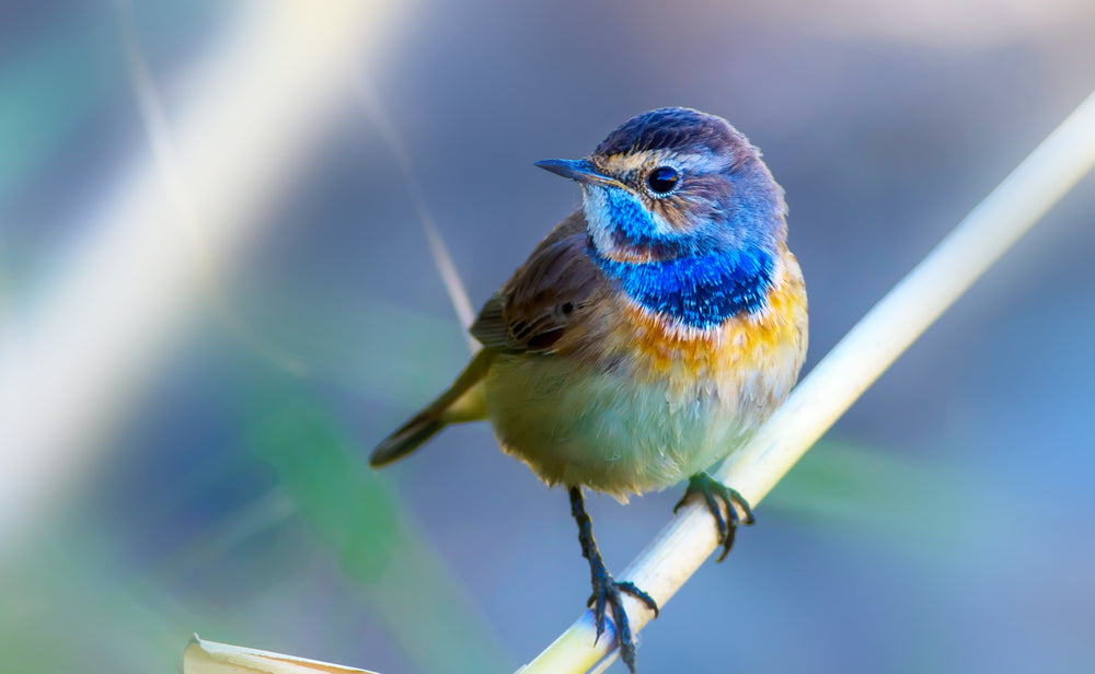 Bluethroat Bird Closeup Photograph Print 100% Australian Made