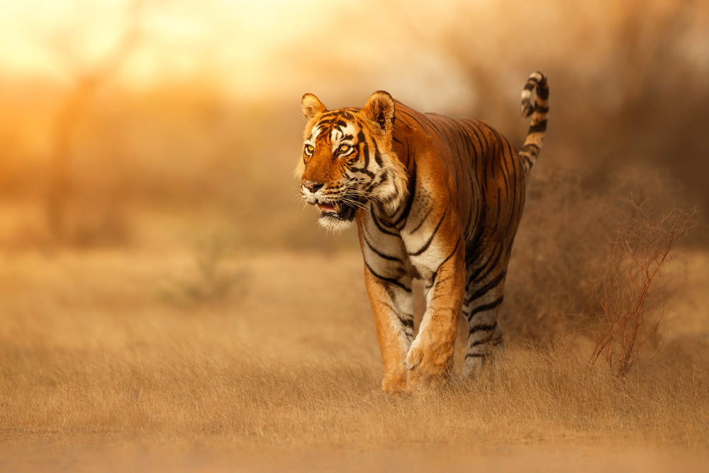 Tiger Walking in Forest Photograph Print 100% Australian Made