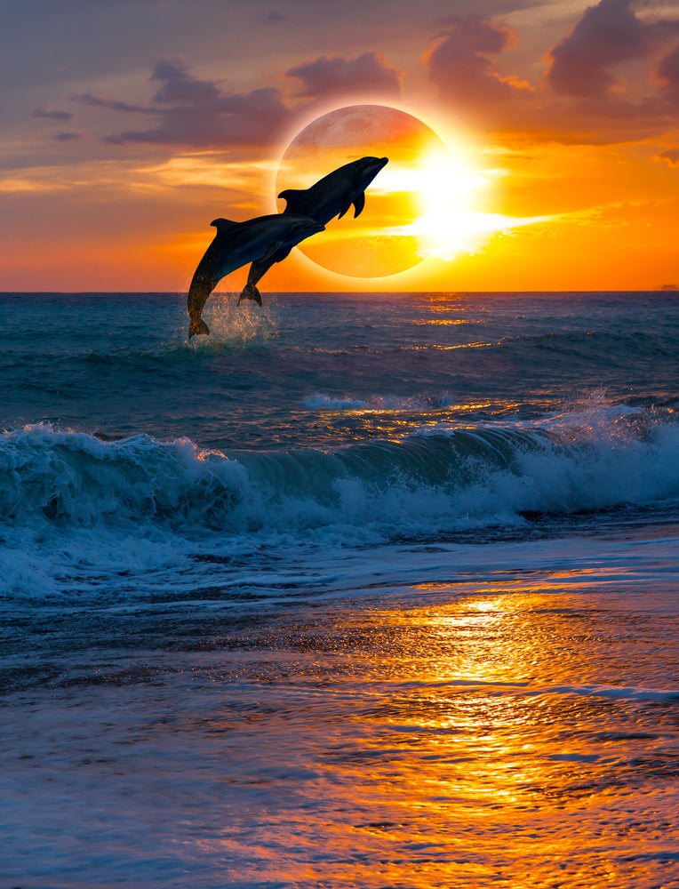 Dolphins Jumping Out of Sea Over A Beautiful Sunset Photograph Print 100% Australian Made