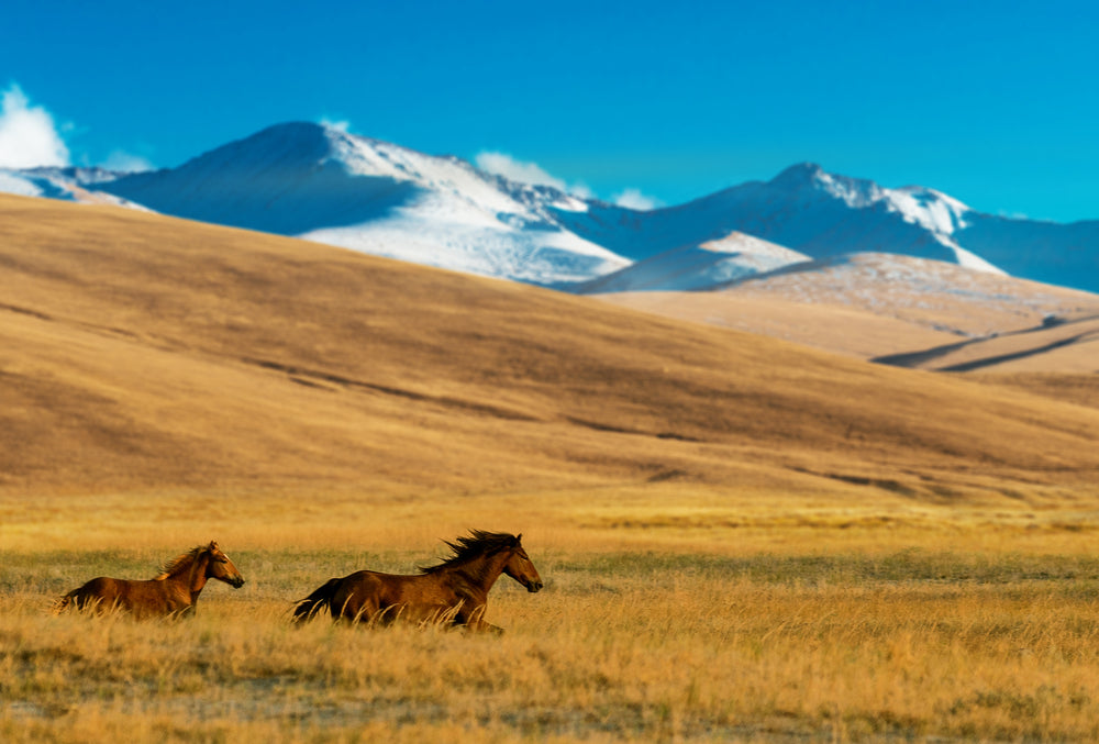 Horses Running in Grass Field View Print 100% Australian Made