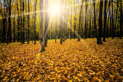 Autumn Tree Forest Photograph Print 100% Australian Made